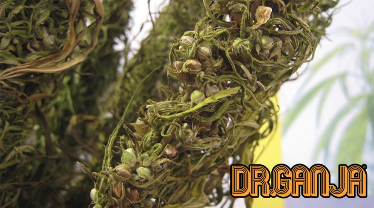 ​What Is Hemp and How Can We Use It?