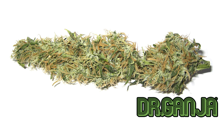 Marijuana Thumbnail