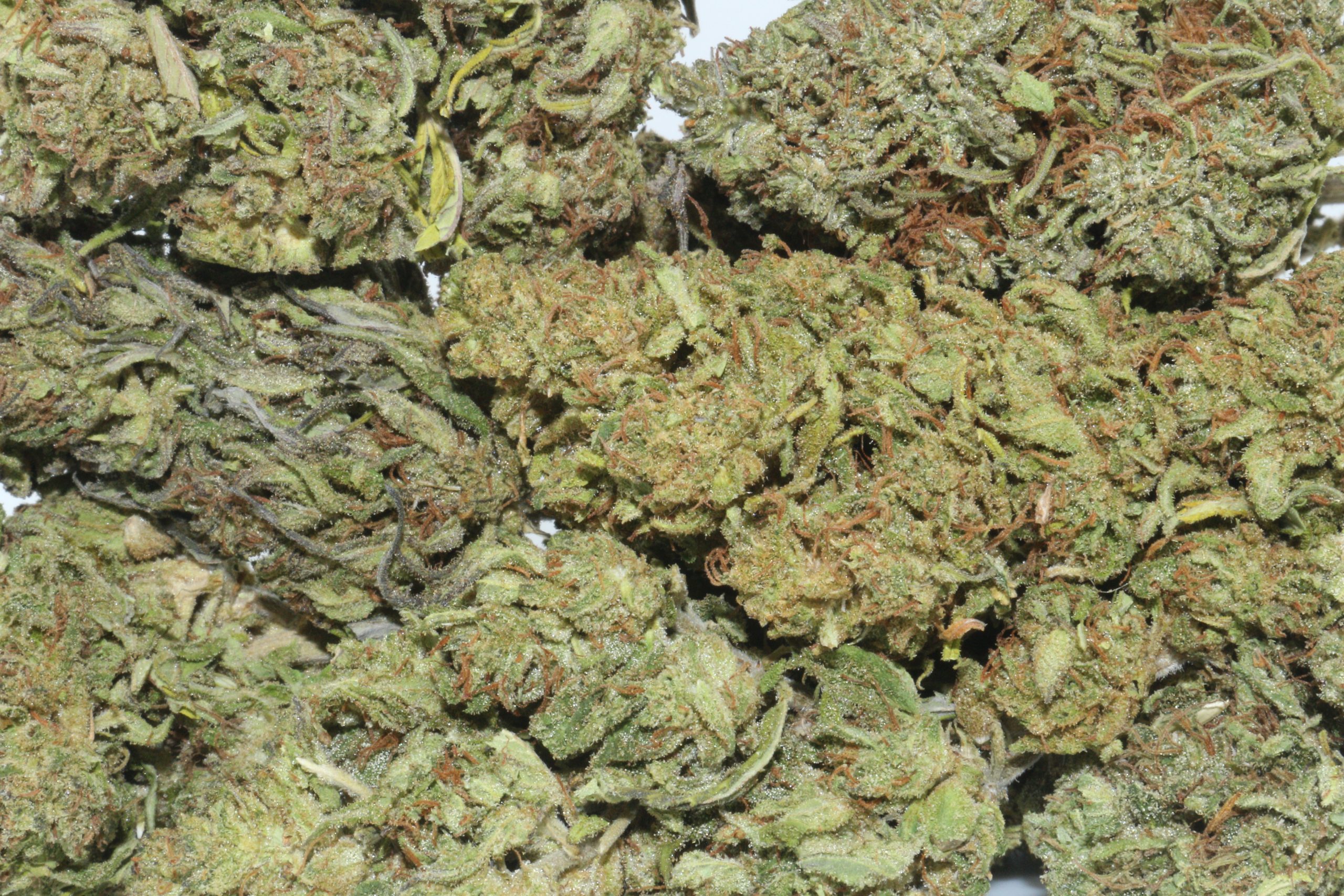 Dr.Ganja Elektra Hemp Flower Dr.Ganja Elektra Hemp Flower