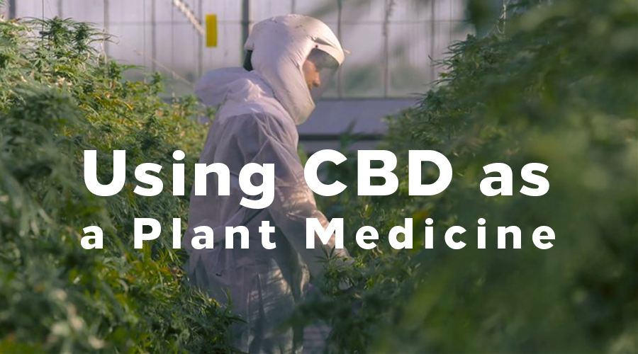 Using CBD as a Plant Medicine CBD Health Benefits