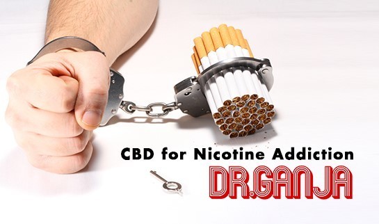 CBD and how it can help you quit smoking nicotine cigarettes and battle addiction? Dr.Ganja