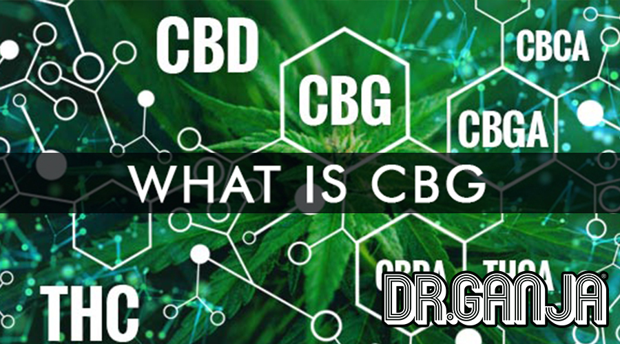 CBD is what most people are familiar with these days, but with so many terms flying about it’s hard to keep your head on straight, so Dr.Ganja is here to break it down for you. CBD stands for CannaBiDiol as you well know, but there’s plenty of other “CB_’s” that are very important compounds found in the hemp plant that hasn’t received much attention yet.