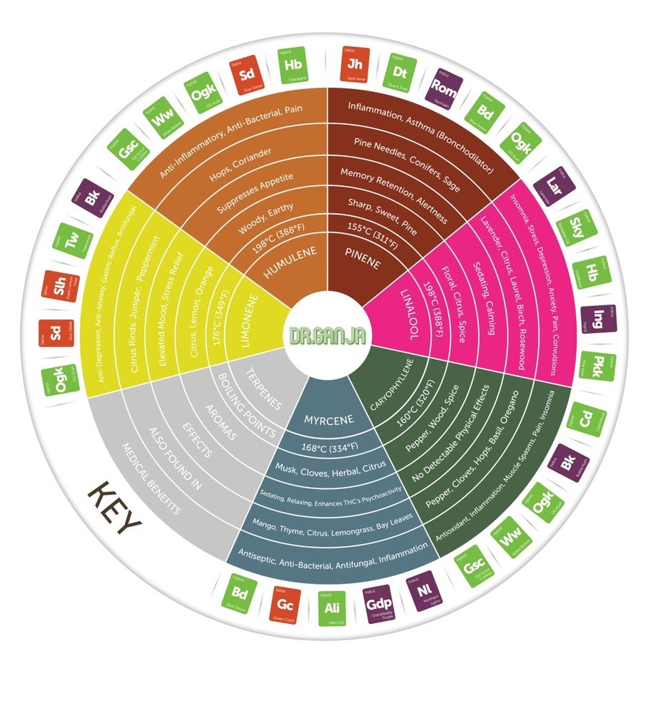 Terpenes in CBD - What are they and what do they do?