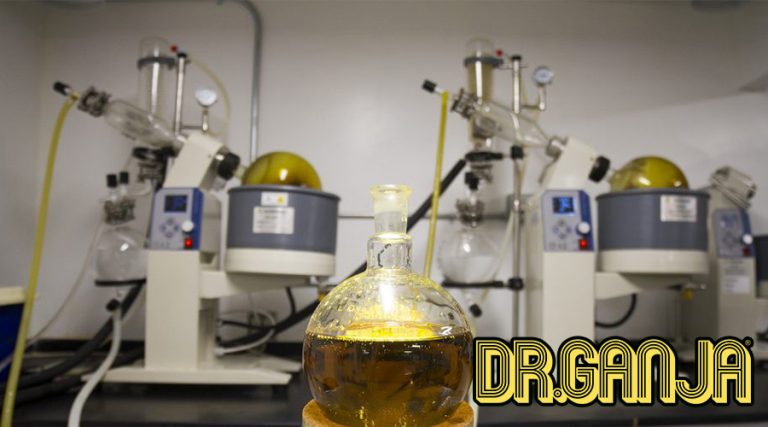 ​How CBD Oil Is Made – How To Extract CBD