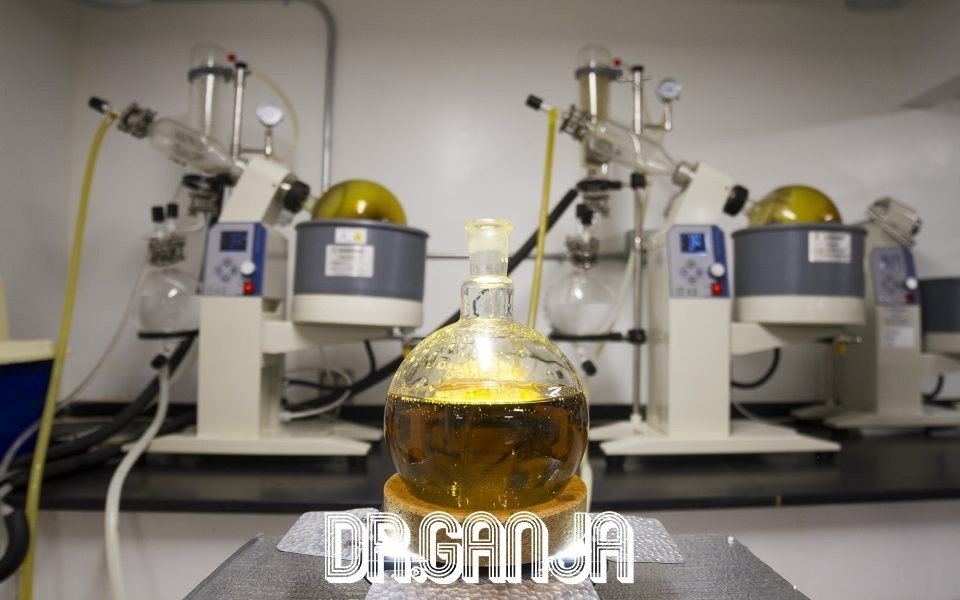 CBD Oil: How is it made? Does it matter?