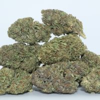 Dr.Ganja Bubba Kush CBD Flower