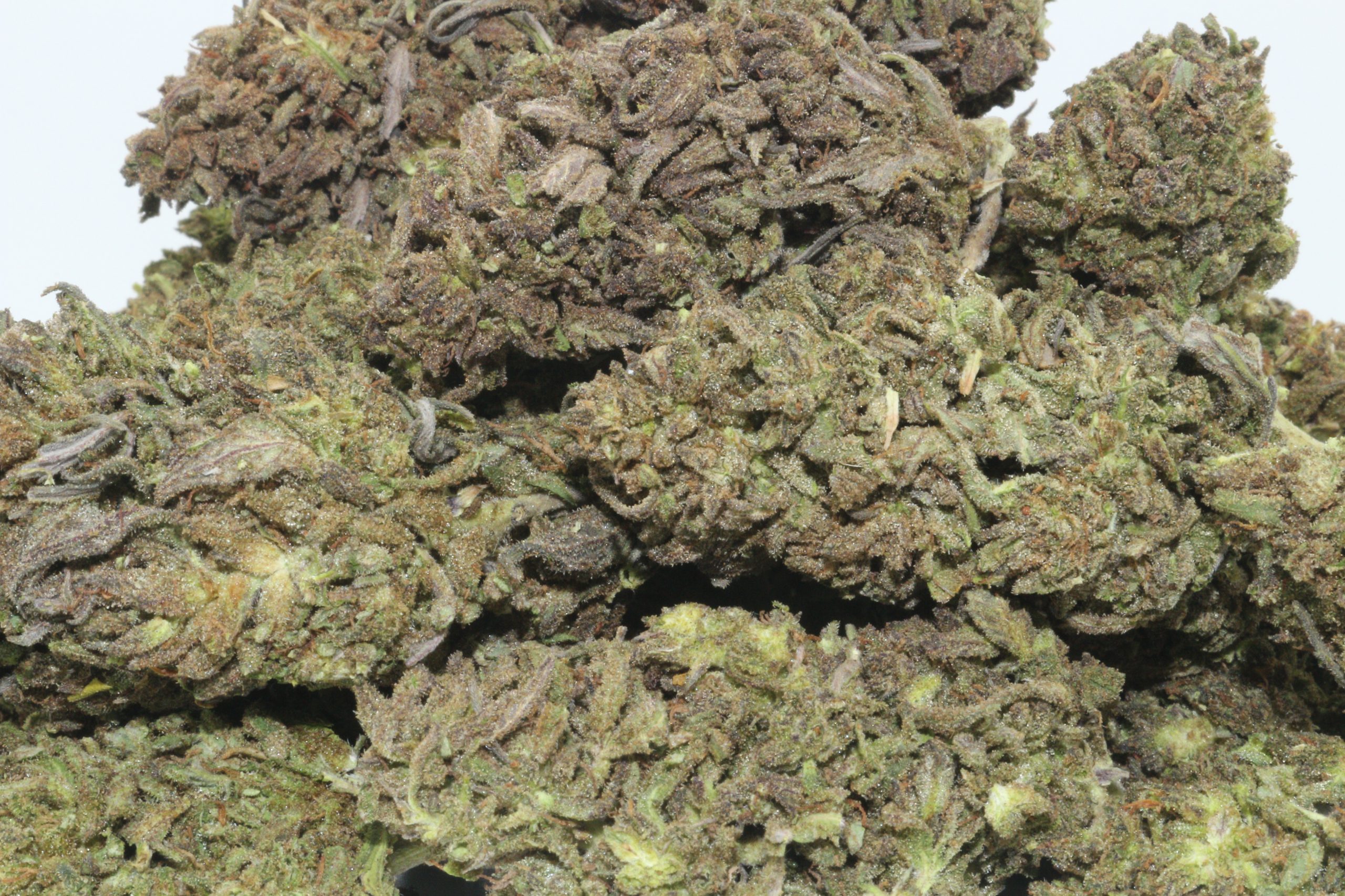 DrGanja Sour Lifter Hemp Flower DrGanja Sour Lifter Hemp Flower