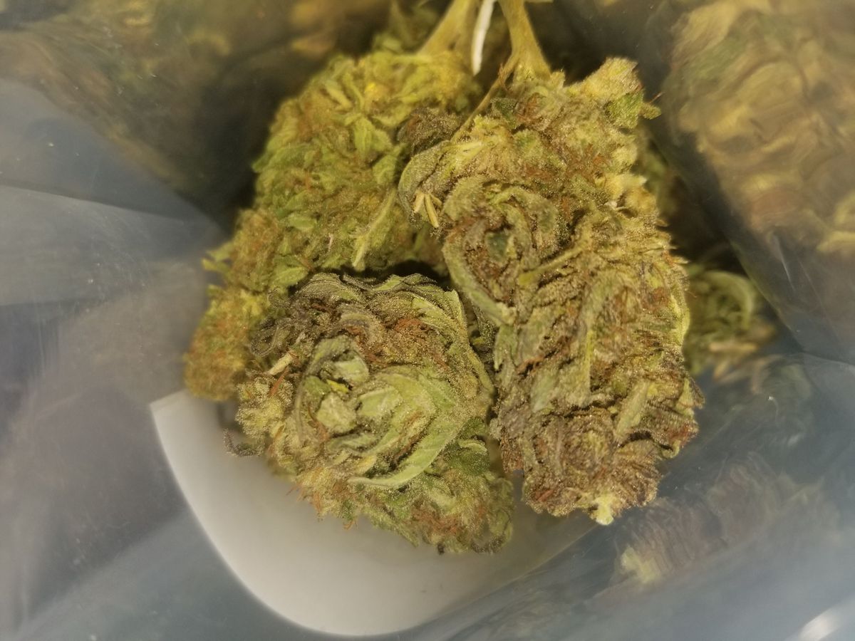 Image #67 from Dr.Ganja Customer