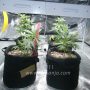 Grow Tent Growing CBD