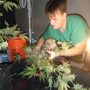 Grow & Trim CBD