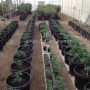 GrowRooms