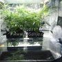 Growing CBD Experiment