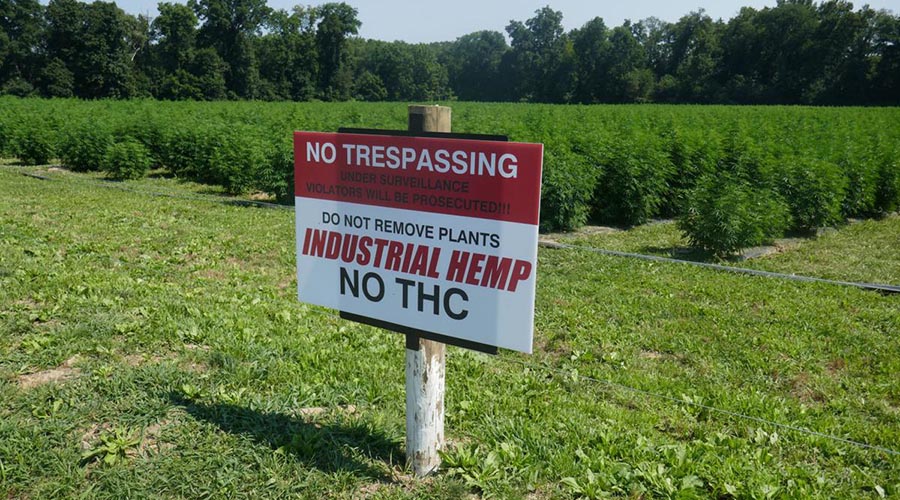 Industrial Hemp Farm