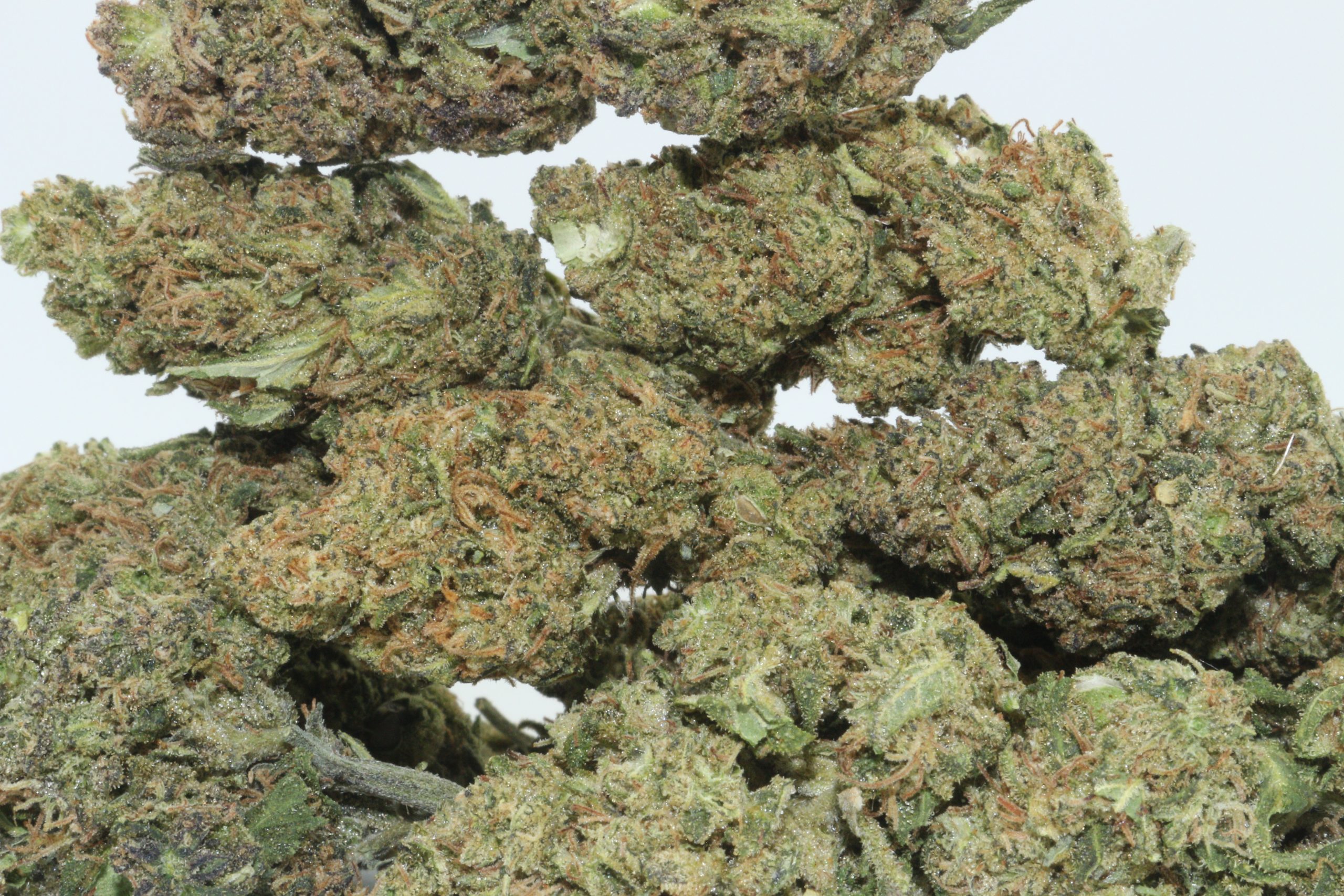Dr.Ganja Sour Blueberry Kush Hemp Flower Dr.Ganja Sour Blueberry Kush Hemp Flower