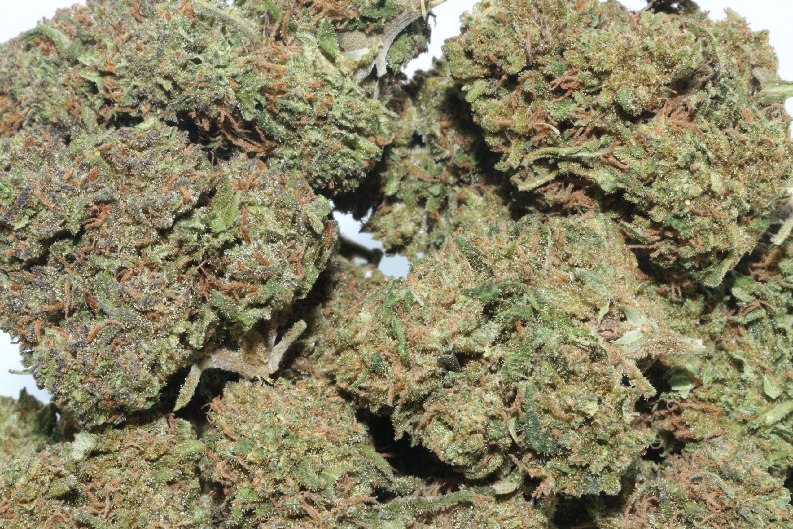 cherry abacus strain cherry abacus strain