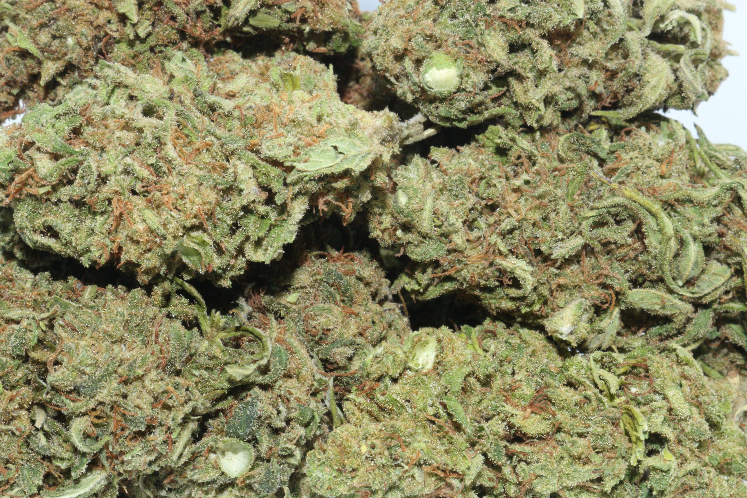 DrGanja-Hawaiian-Haze-Untrimmed-Hemp-Flower-scaled-1.jpg