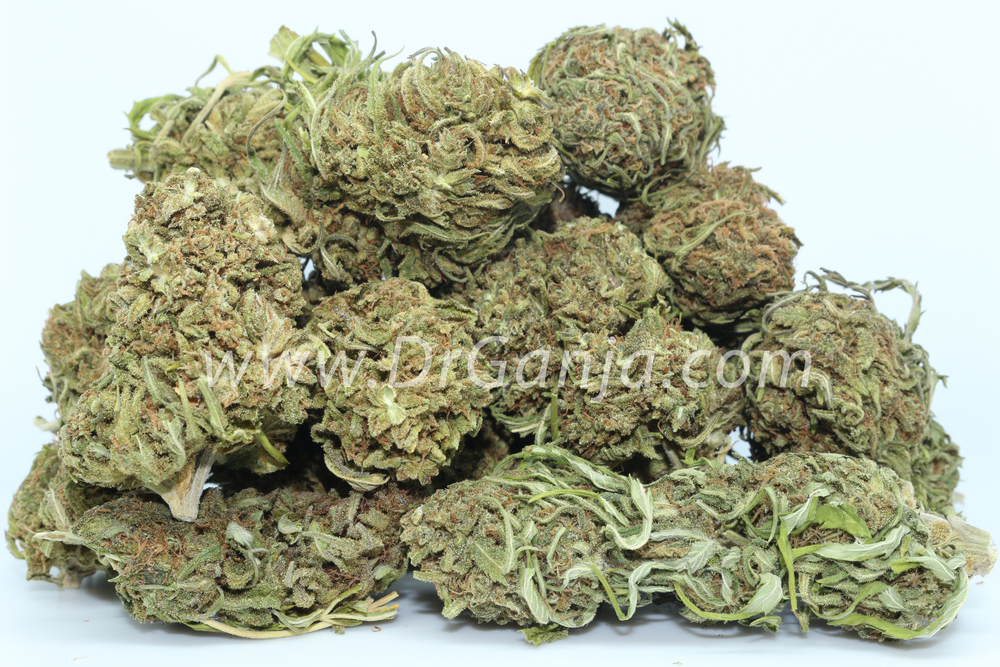 Rise-Up-CBD-Flower-Untrimmed.jpg