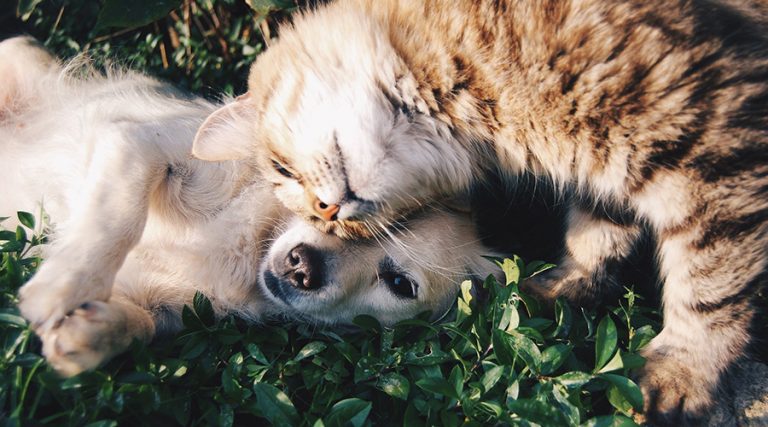 CBD Dosing Chart for Dogs & Cats