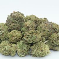 Dr.Ganja Bubba Kush CBD Flower Smalls