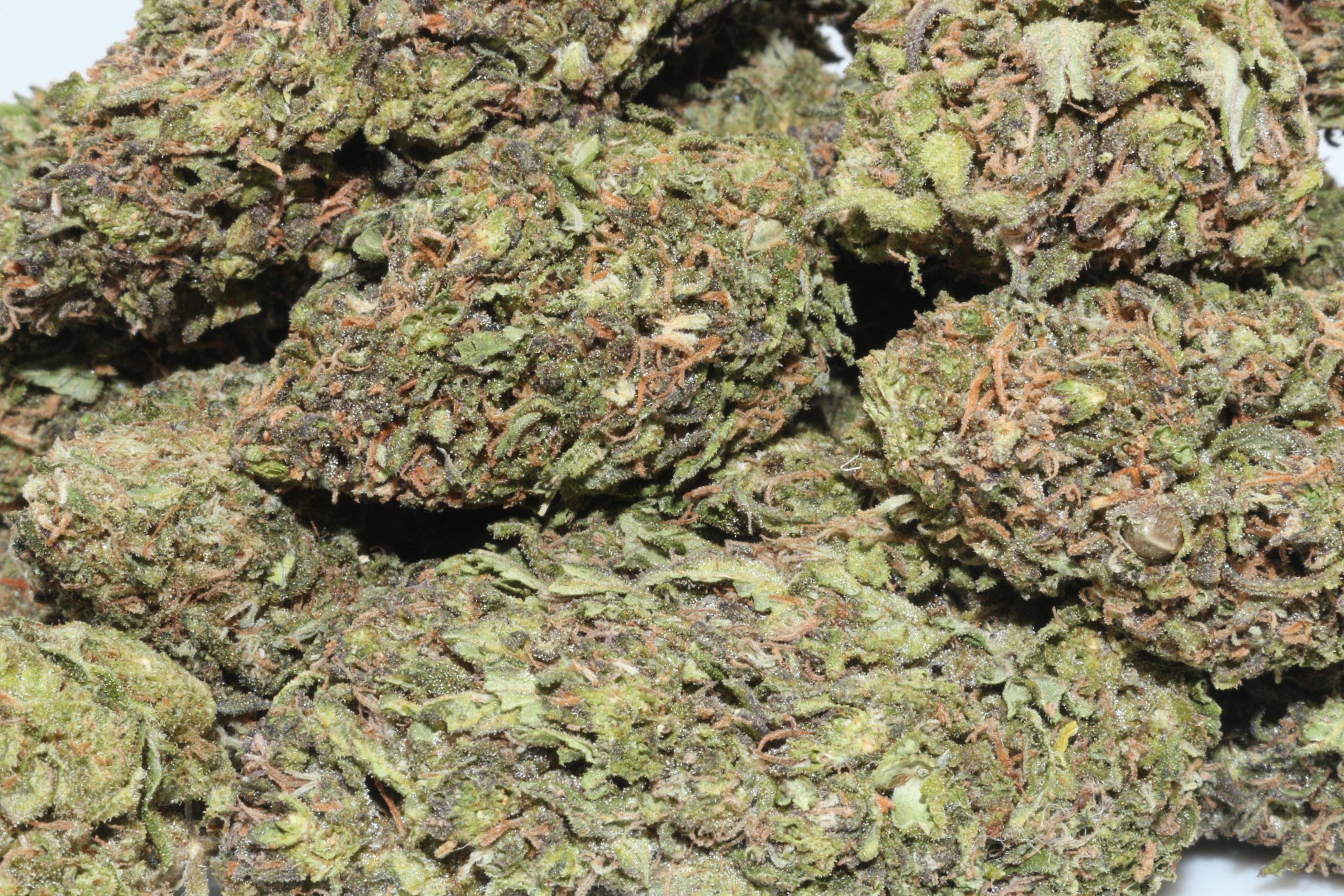 Abacus Diesel Hemp Flower Abacus Diesel Hemp Flower