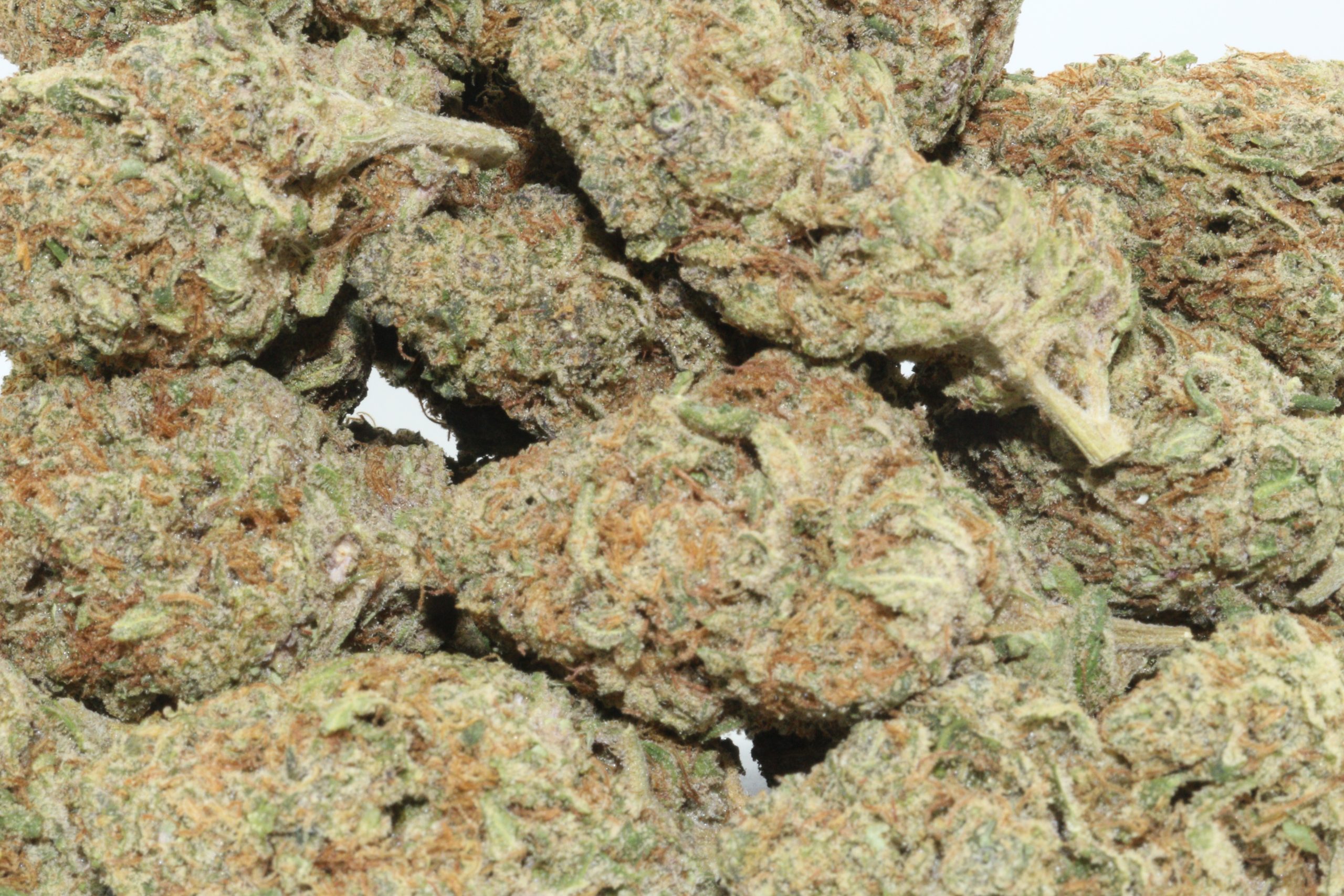 Gaslato Hemp Flower Gaslato Hemp Flower