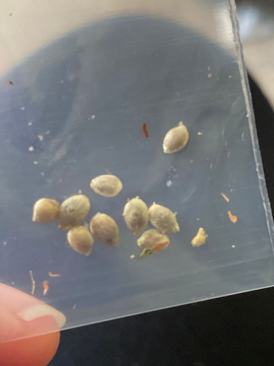 Image #5 from Dr.Ganja Customer