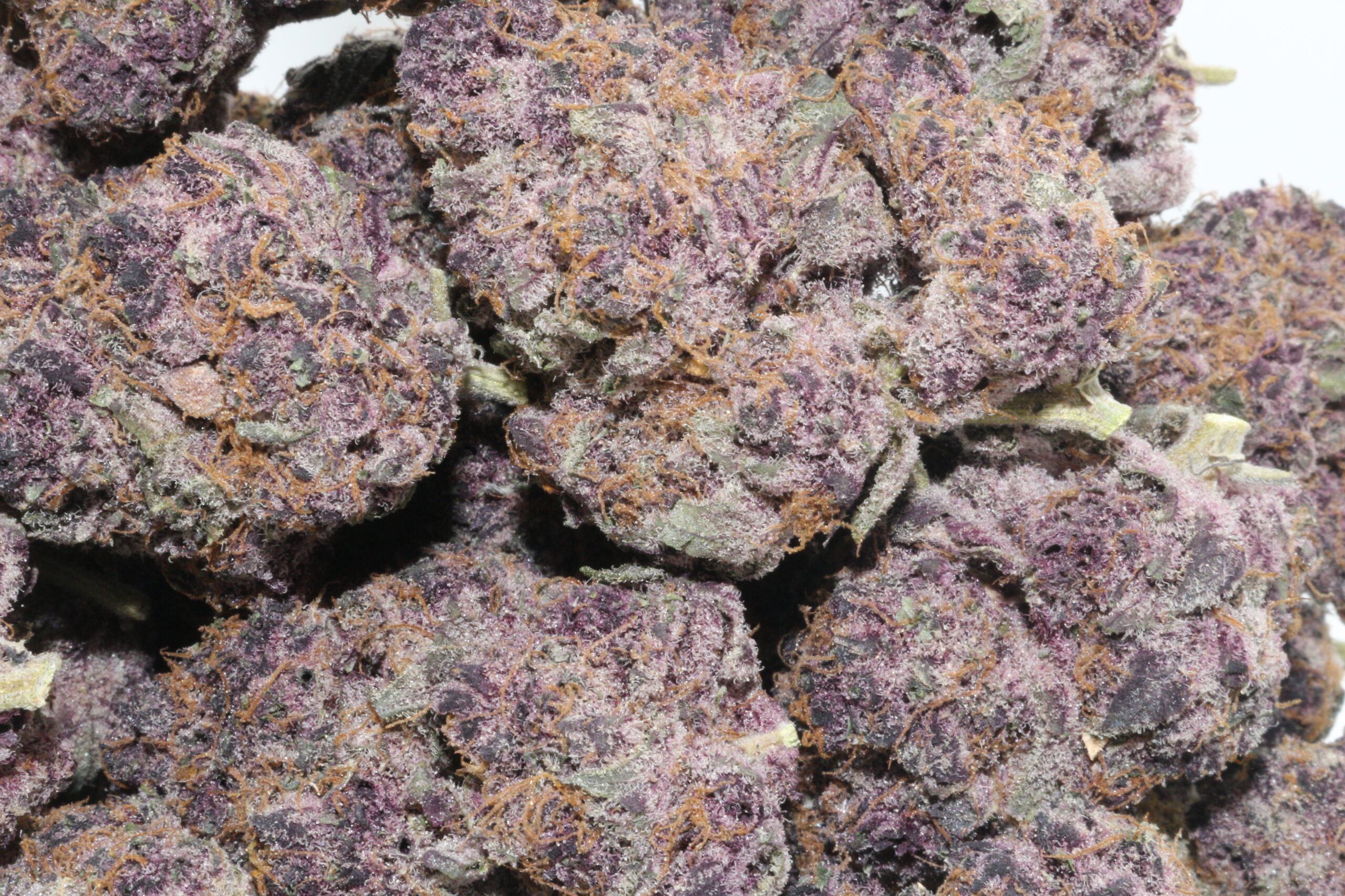 Purple Killer Hemp Flower Purple Killer Hemp Flower