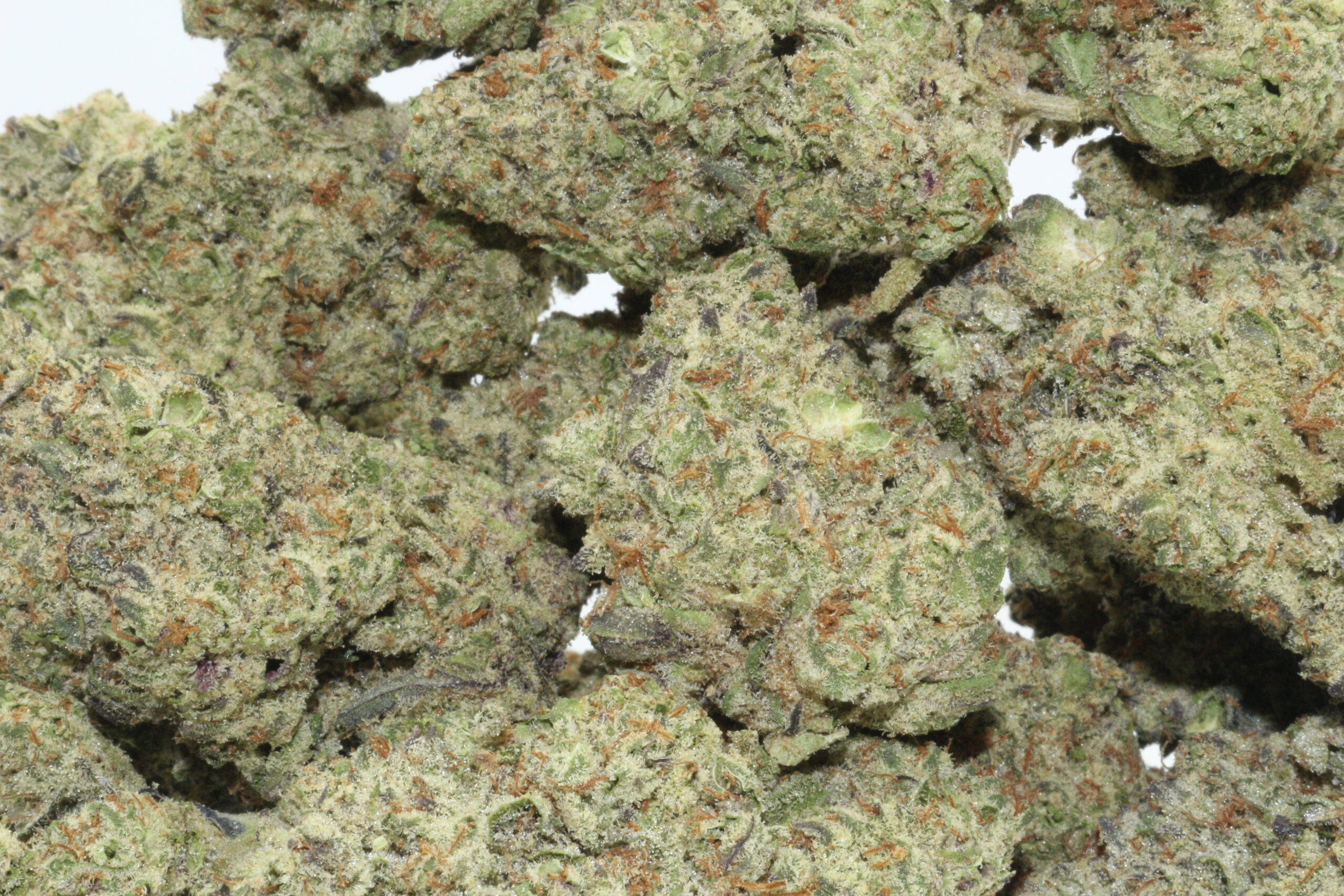 Oreoz THCA Hemp Flower Oreoz THCA Hemp Flower