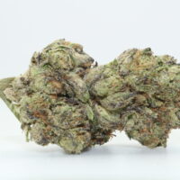 Purple Kush THCA Flower