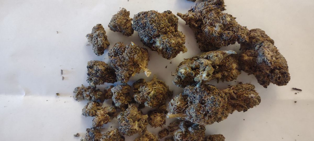 Image #1 from Dr.Ganja Customer