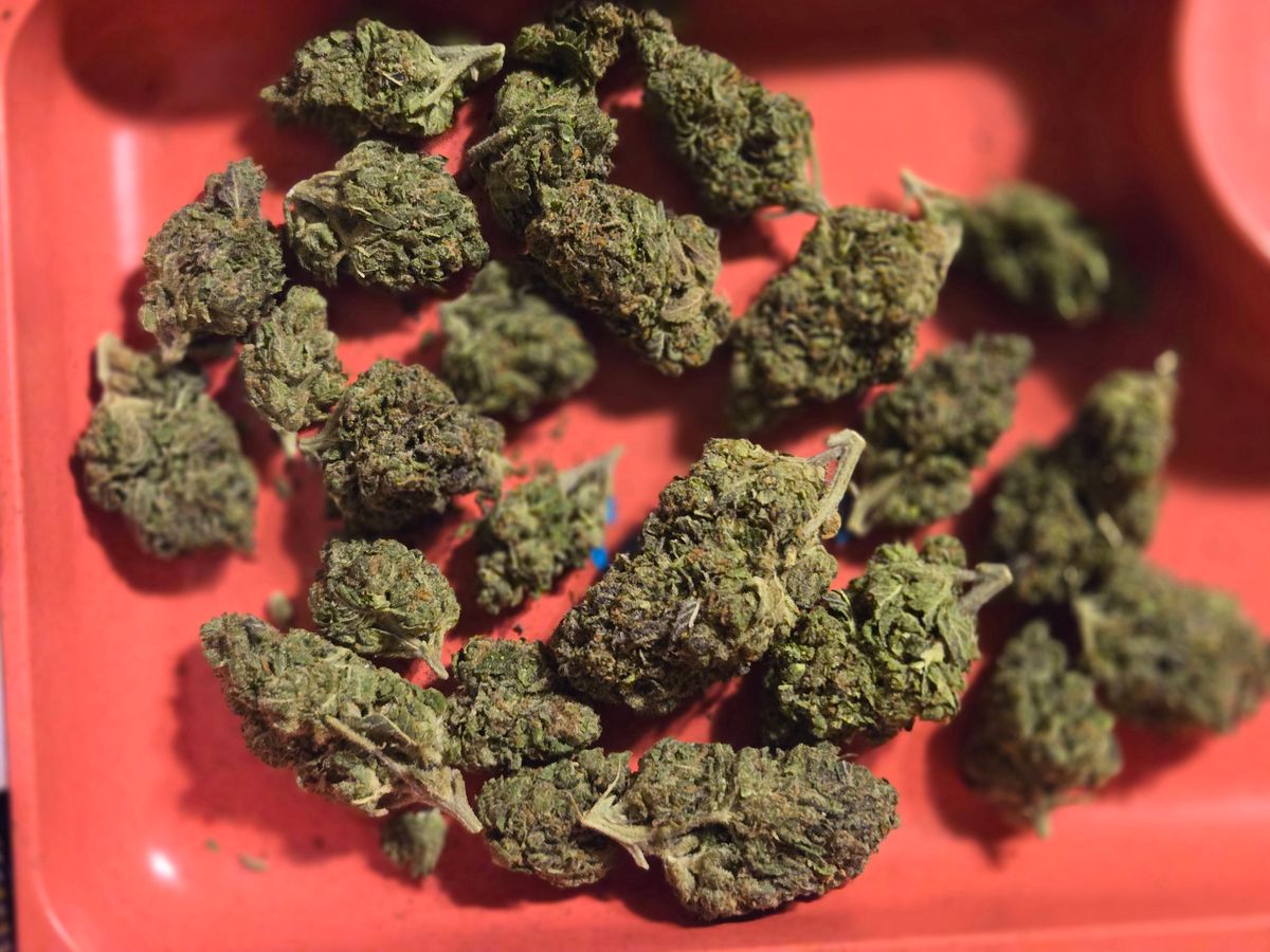 Image #2 from Dr.Ganja Customer