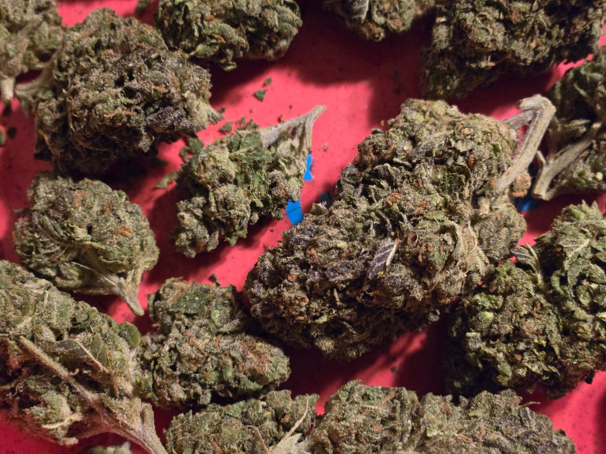 Image #1 from Dr.Ganja Customer