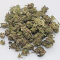 Gush Mints THCA Hemp Flower Smalls