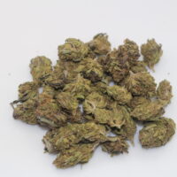GovernMint Oasis THCA Hemp Flower Smalls