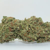 Bubble Gum THCA Hemp Flower