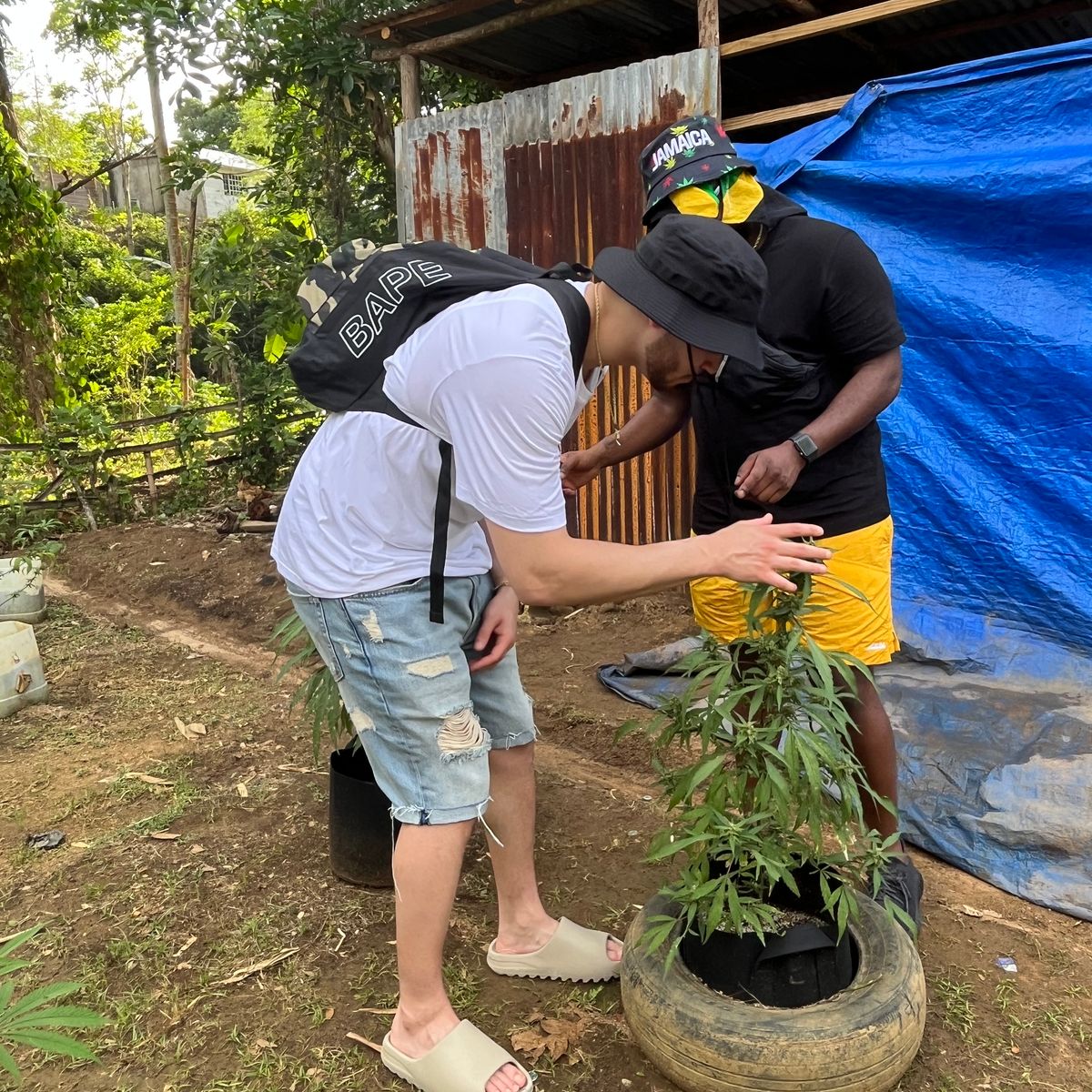 Image #1 from Dr.Ganja Customer