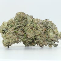 Tropicana Cookies THCA Hemp Flower