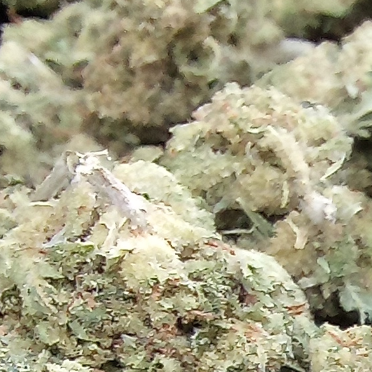 Image #2 from Christopher mcglory