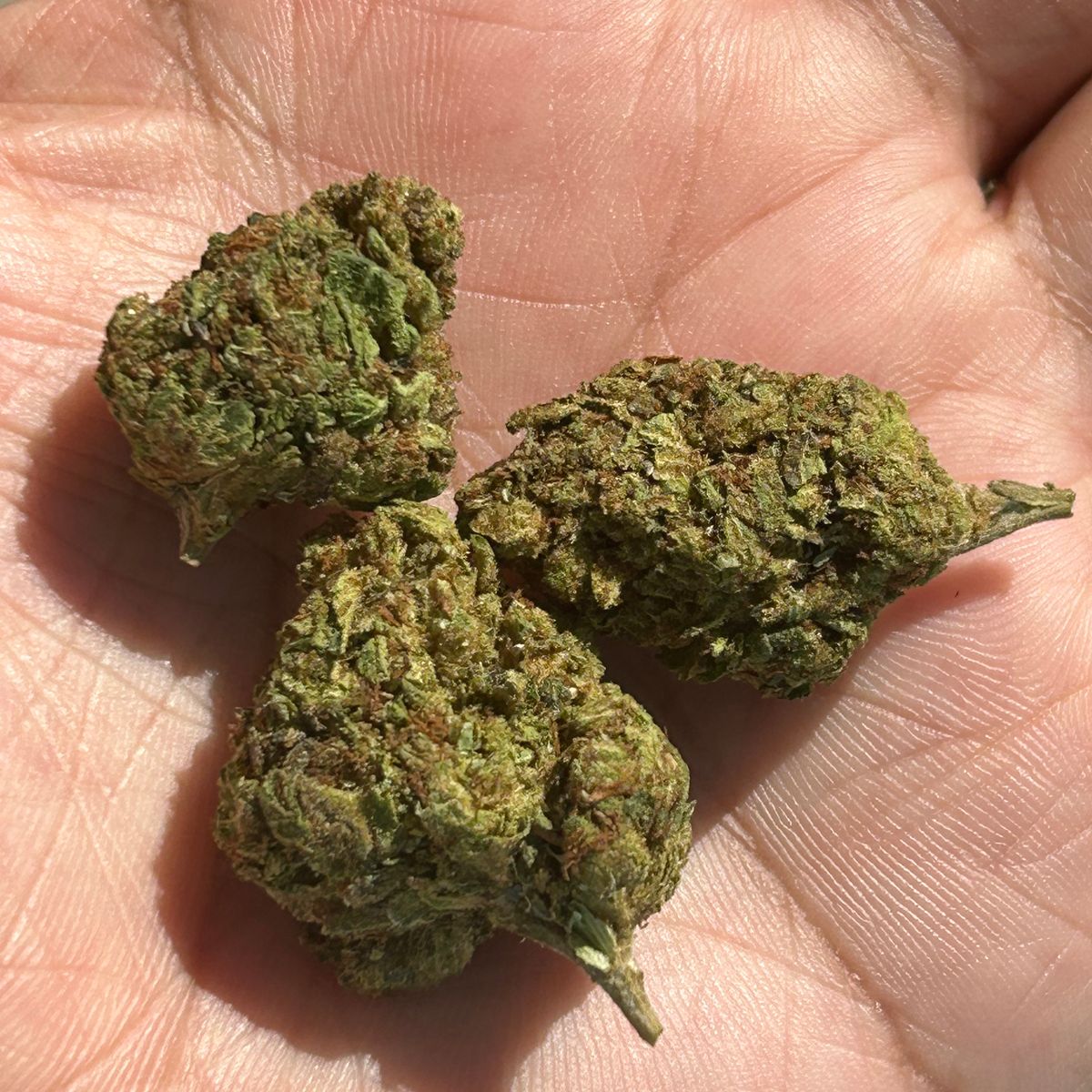 Image #1 from Dr.Ganja Customer