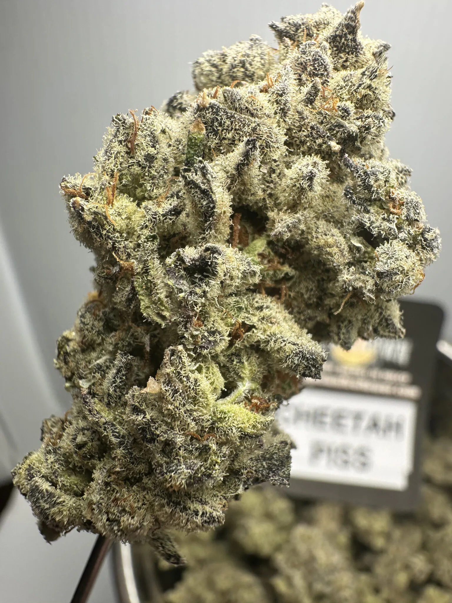 Cheetah Piss Exotic THCA Hemp Flower