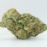 Platinum Gelato THCA Hemp Flower