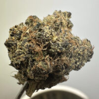 Purple Apricot Mimosa Exotic THCA Hemp Flower