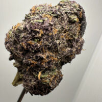 Halle Berry Exotic THCA Hemp Flower