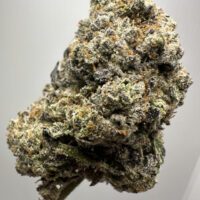 Oreo Blizzard Exotic THCA Hemp Flower