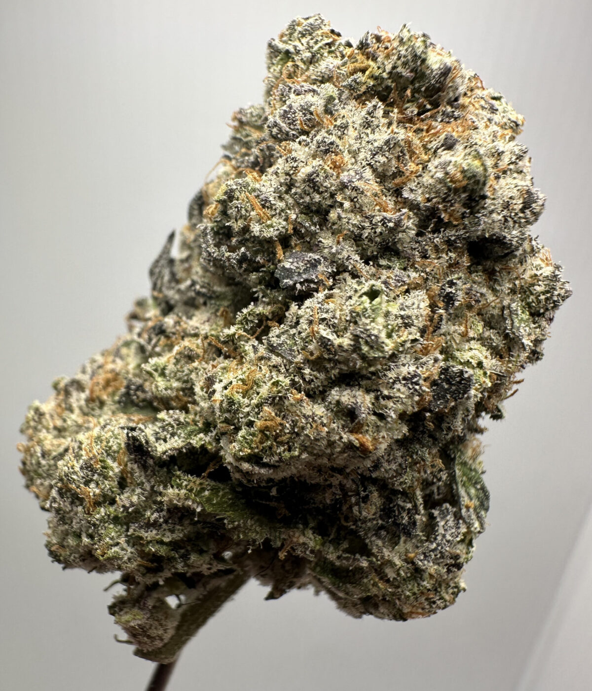Oreo Blizzard Exotic THCA Hemp Flower